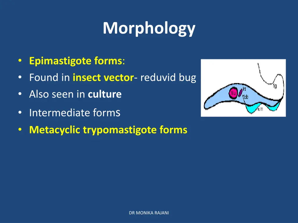 morphology 2