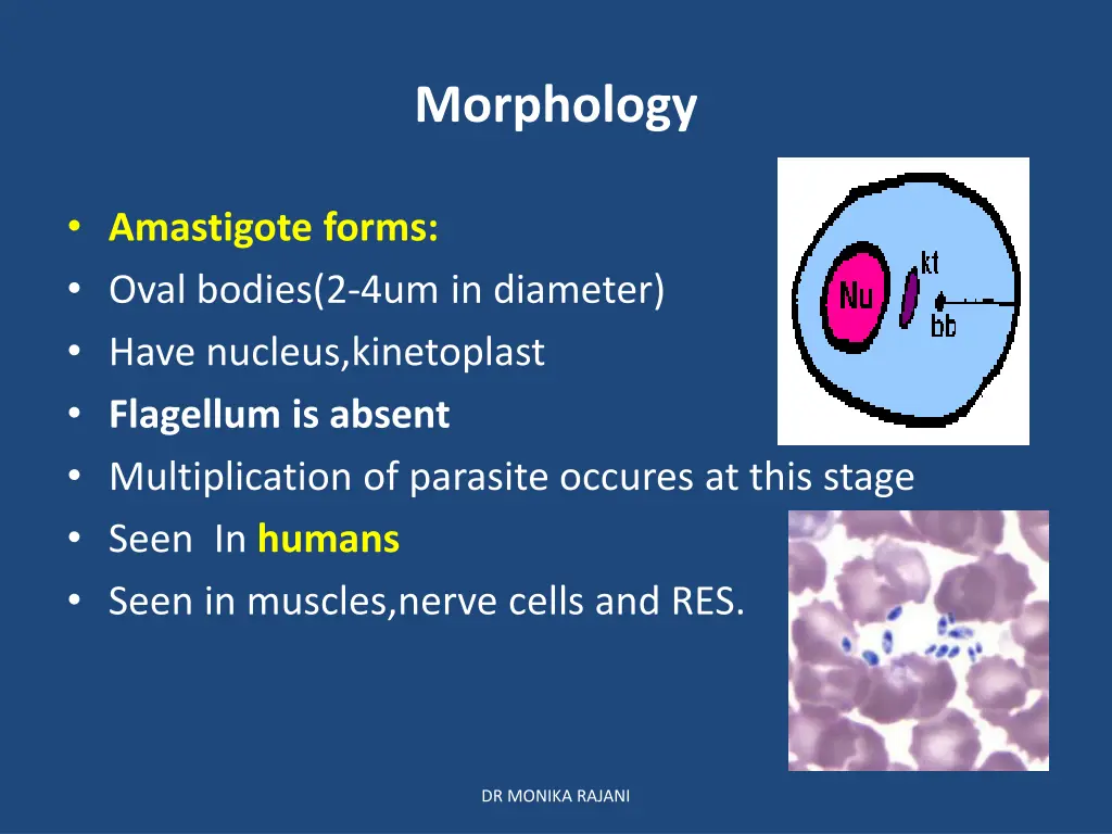 morphology