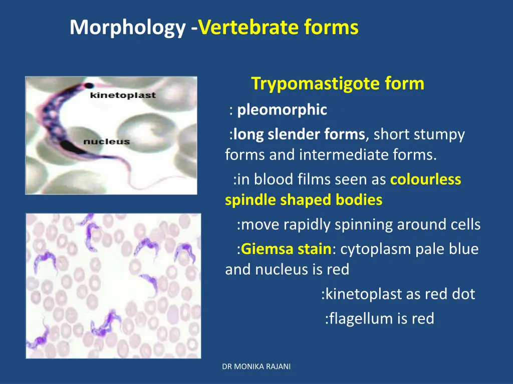 morphology vertebrate forms