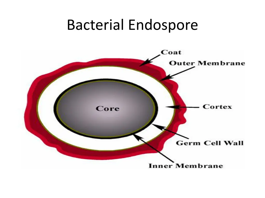 bacterial endospore