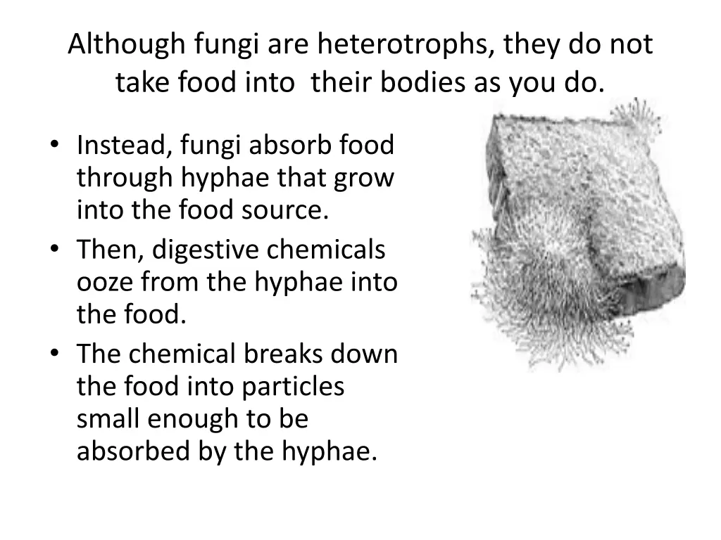 although fungi are heterotrophs they do not take