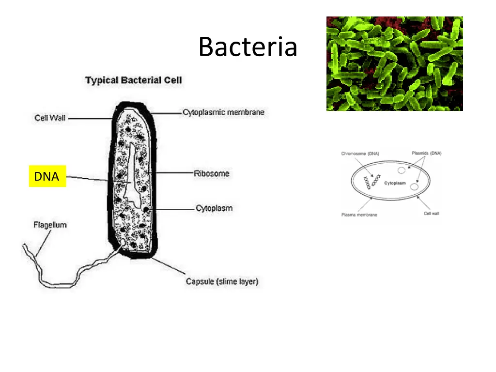 bacteria