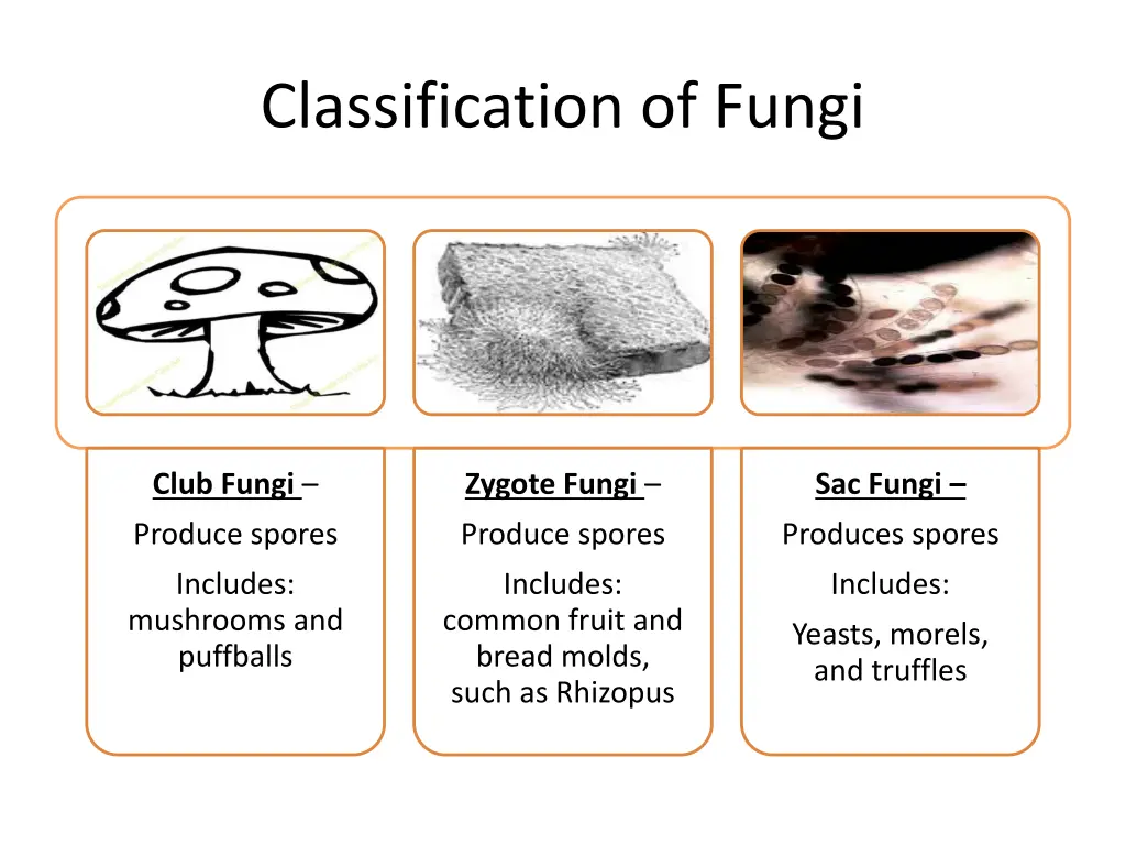 classification of fungi