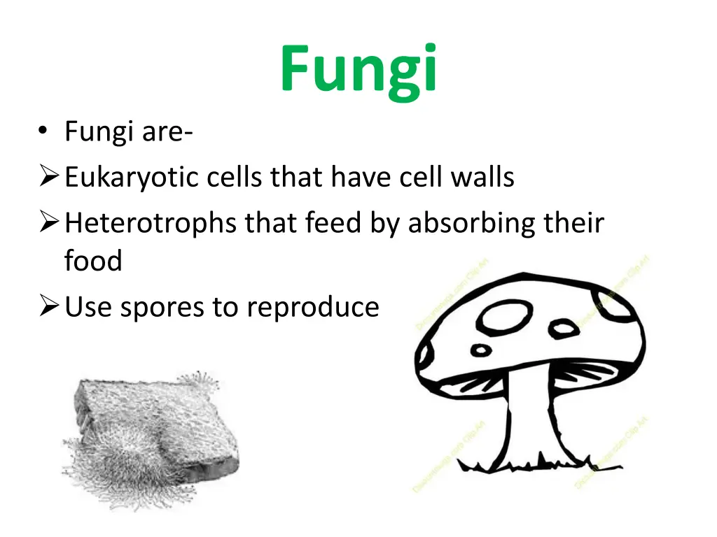 fungi