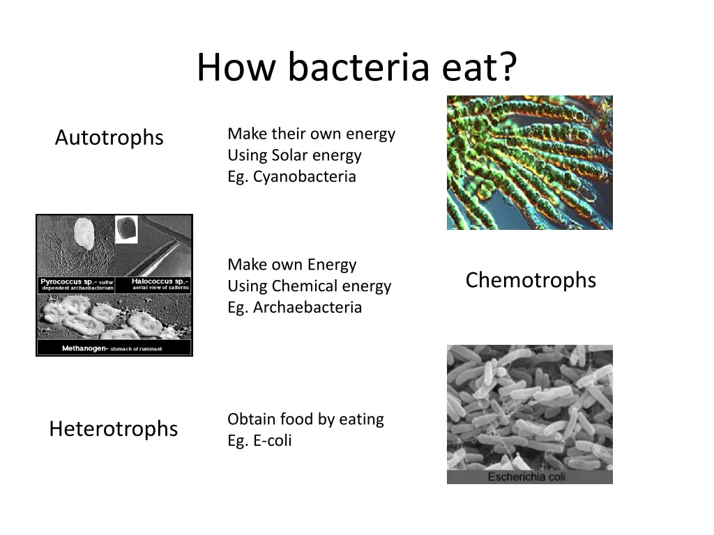 how bacteria eat