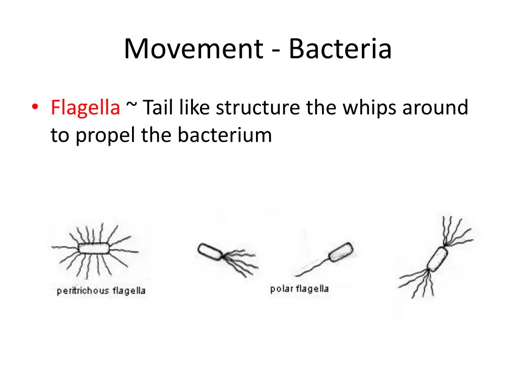 movement bacteria