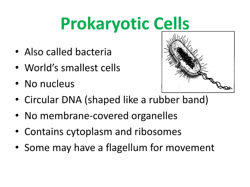 prokaryotic cells