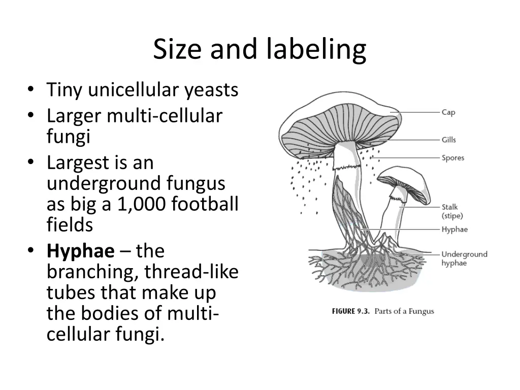 size and labeling