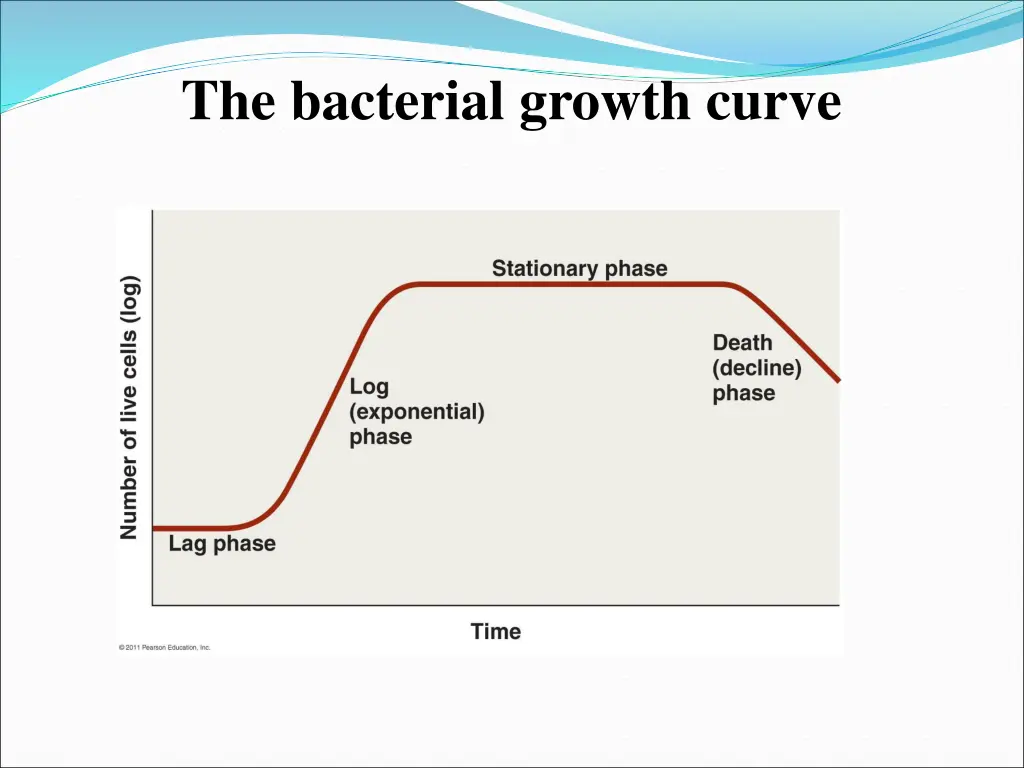 the bacterial growth curve 1