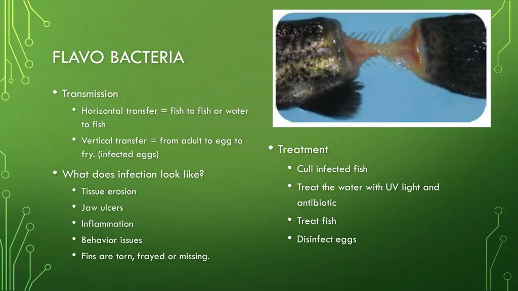 flavo bacteria 1