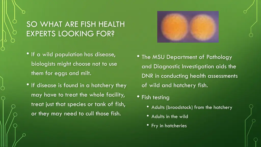 so what are fish health experts looking for