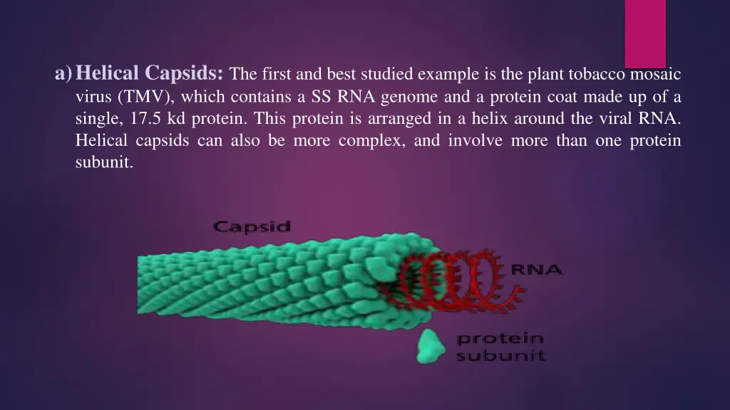 a helical capsids the first and best studied