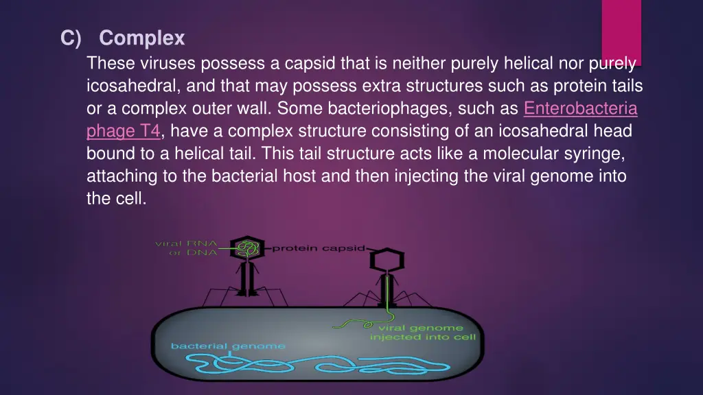 c complex these viruses possess a capsid that