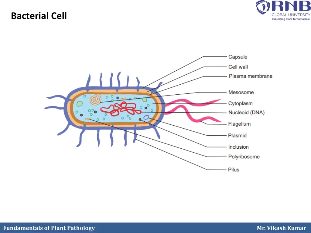 bacterial cell