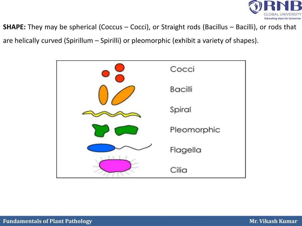 shape they may be spherical coccus cocci