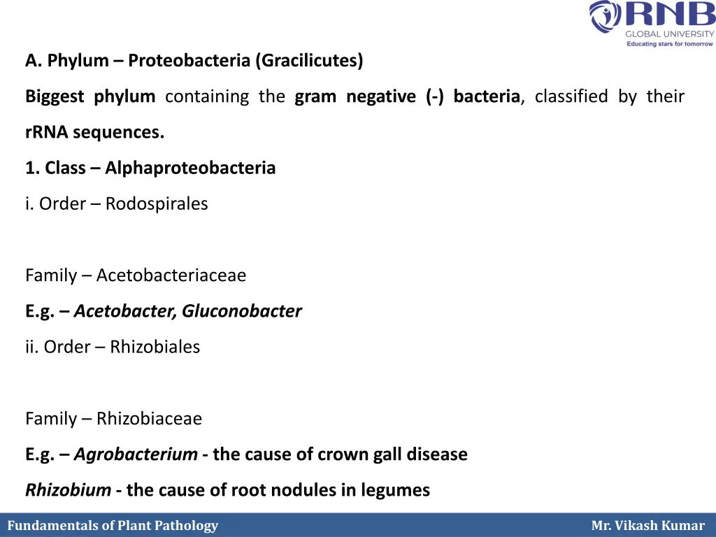 a phylum proteobacteria gracilicutes