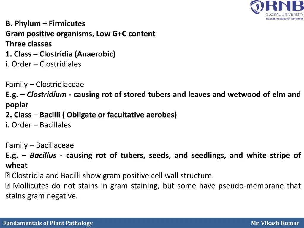 b phylum firmicutes gram positive organisms