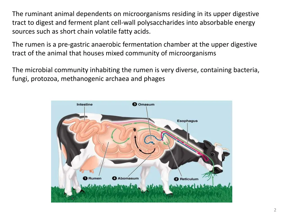 the ruminant animal dependents on microorganisms