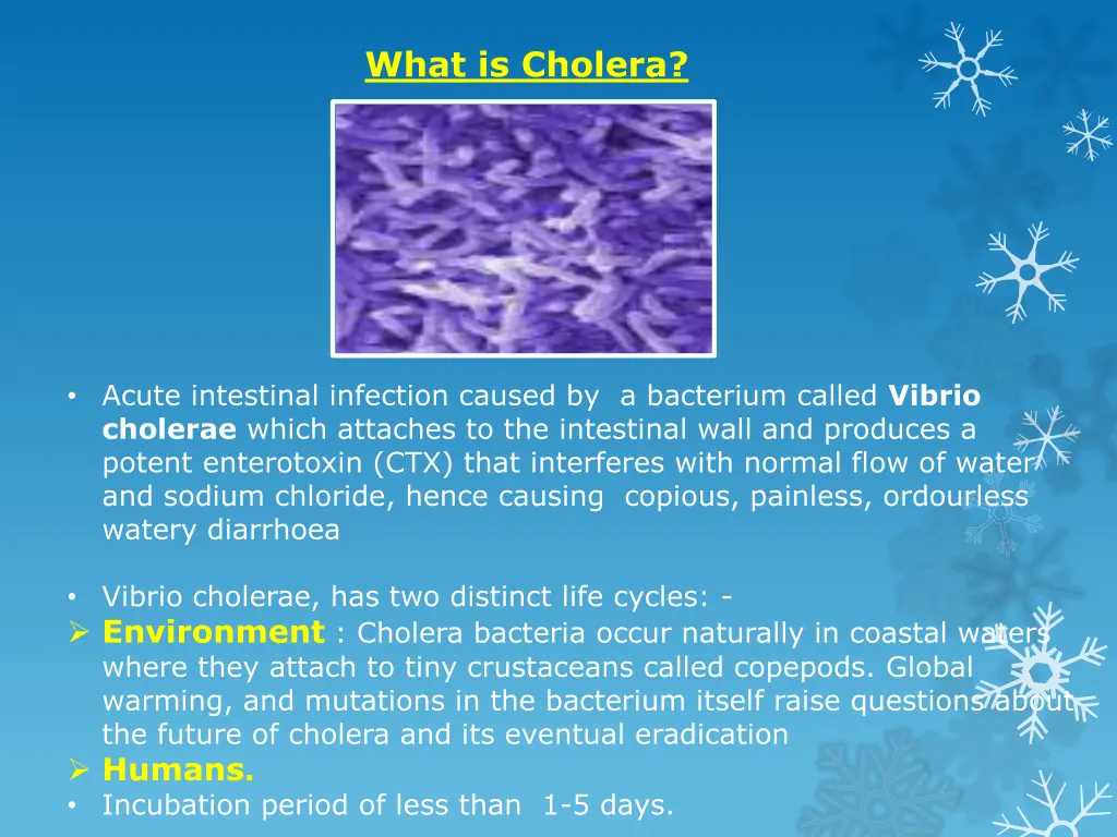 what is cholera