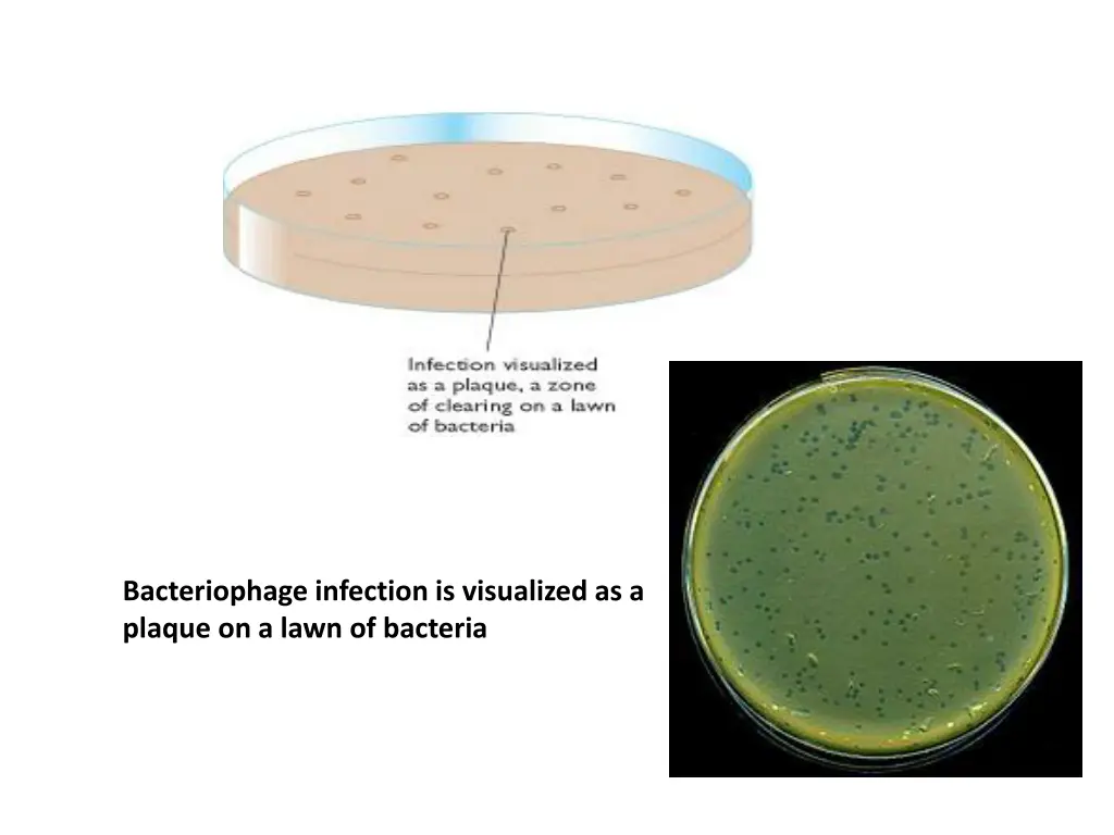 bacteriophage infection is visualized as a plaque