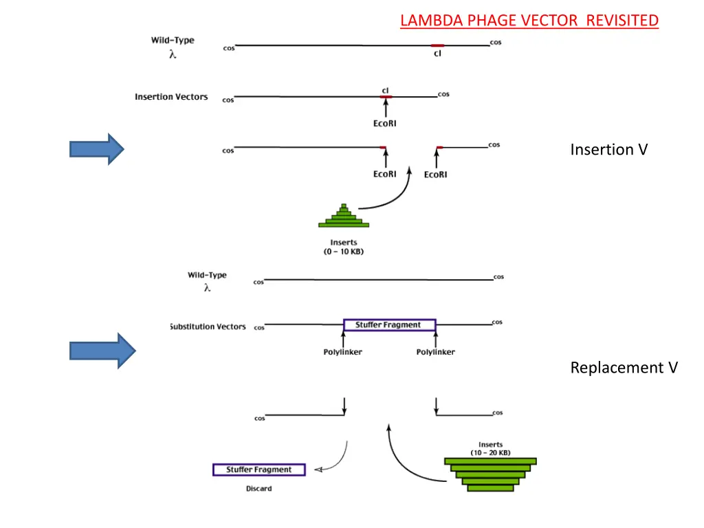 lambda phage vector revisited