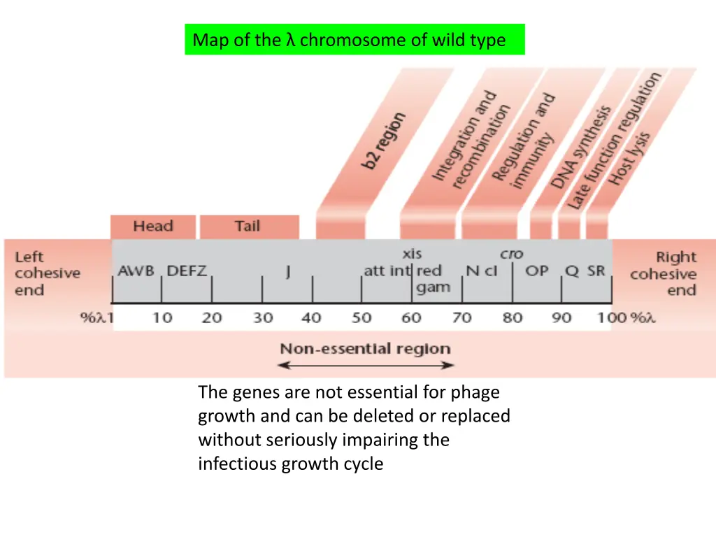 map of the chromosome of wild type