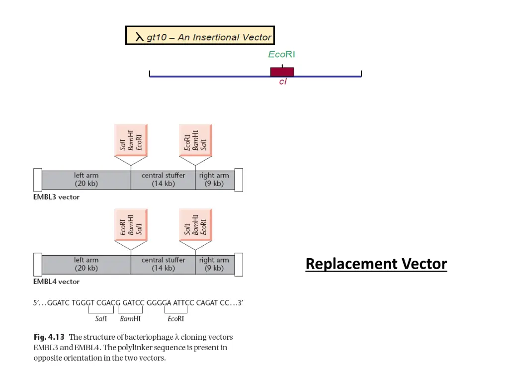 replacement vector