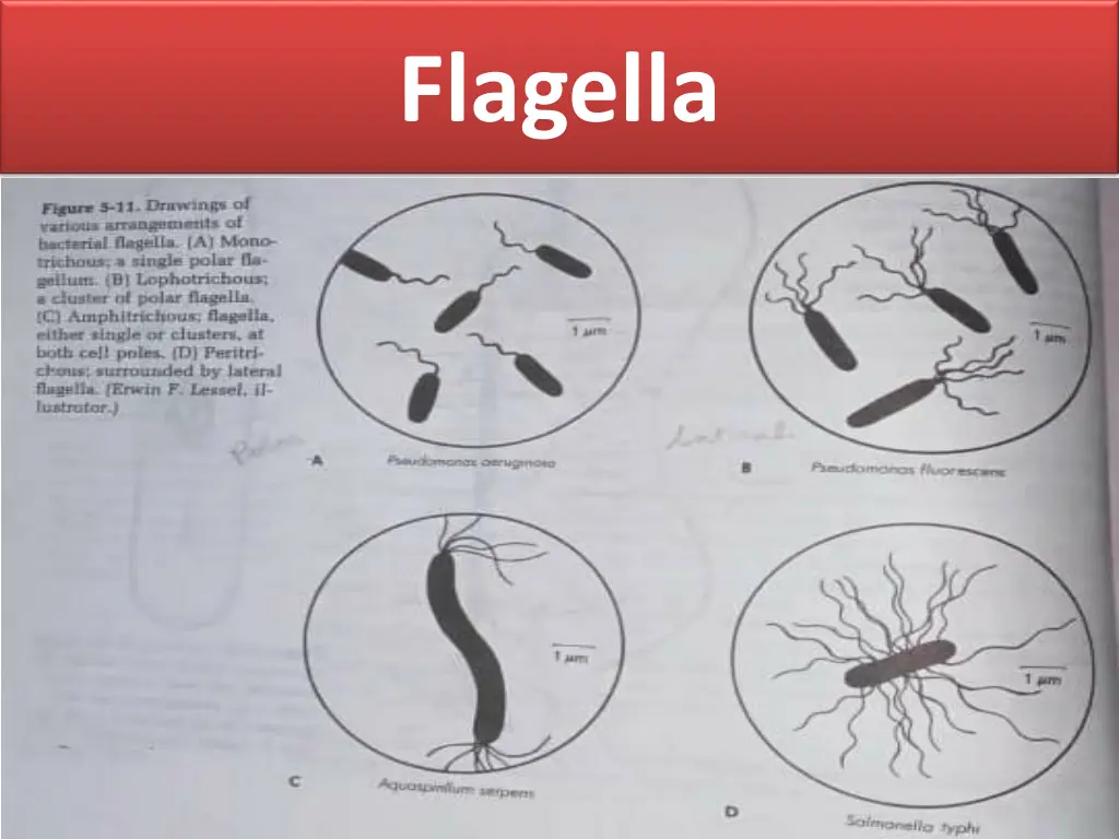 flagella 2