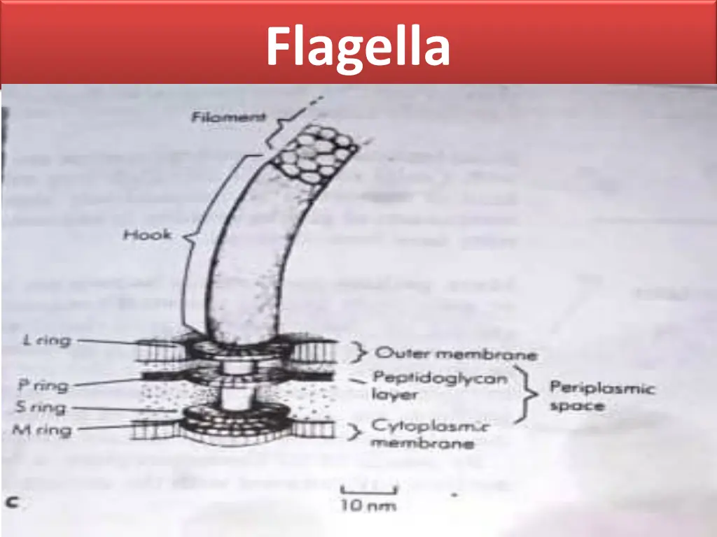 flagella 3