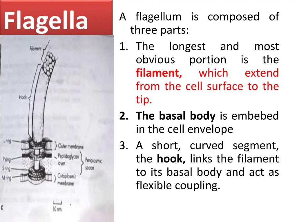 flagella 4