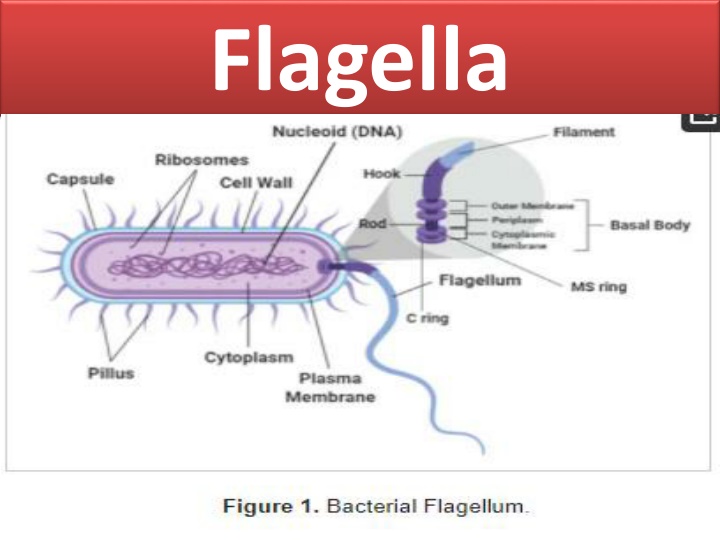 flagella