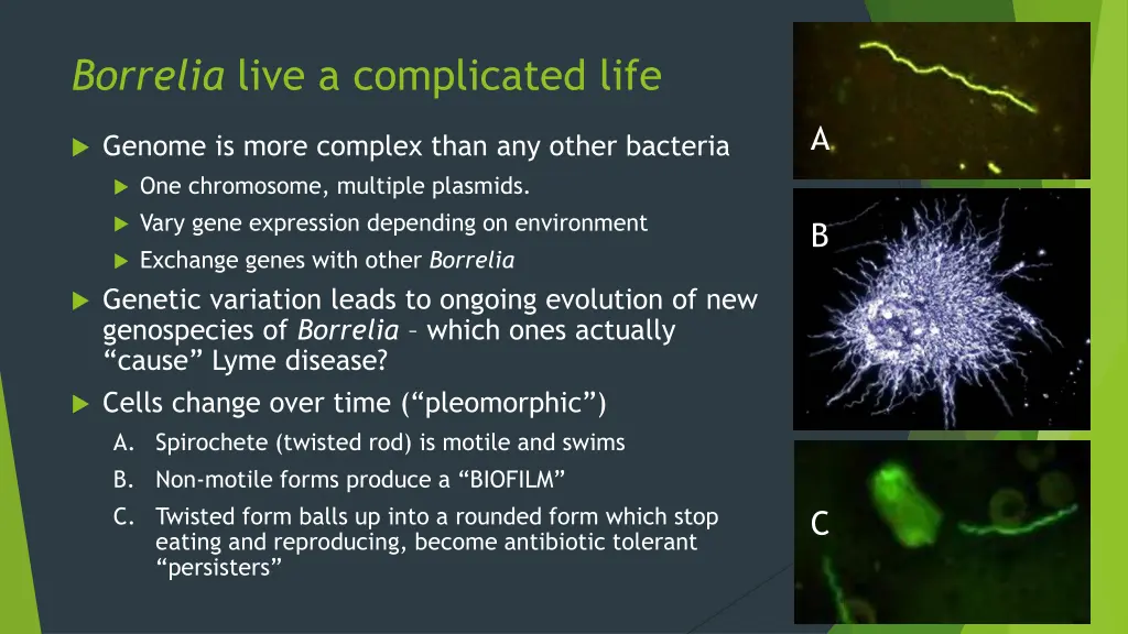 borrelia live a complicated life