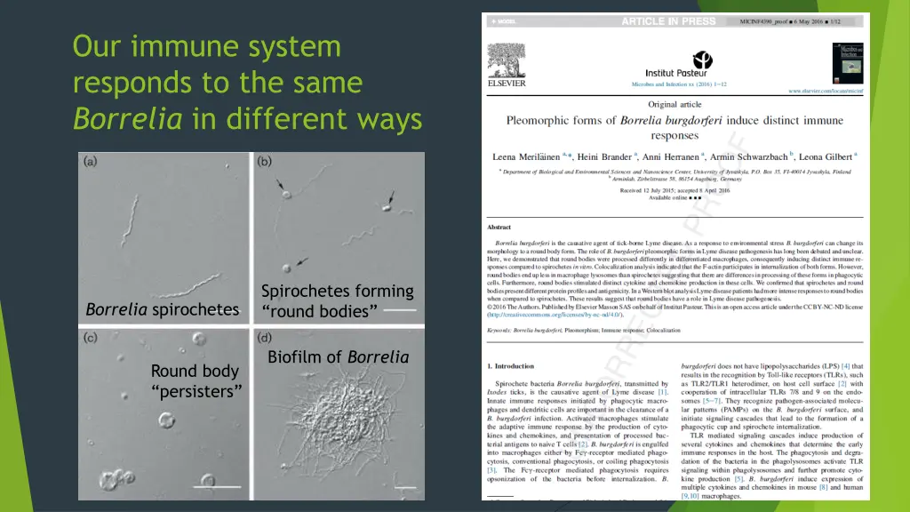 our immune system responds to the same borrelia