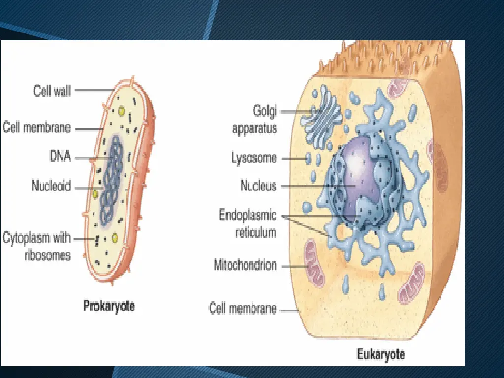 slide15