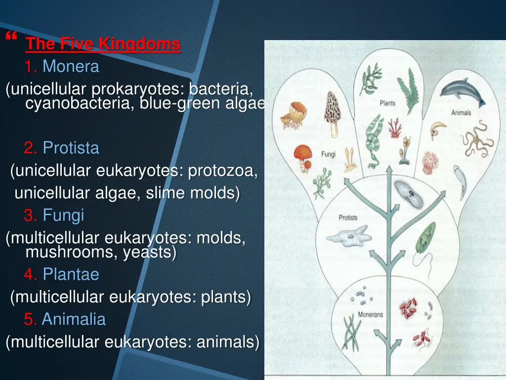 the five kingdoms 1 monera unicellular