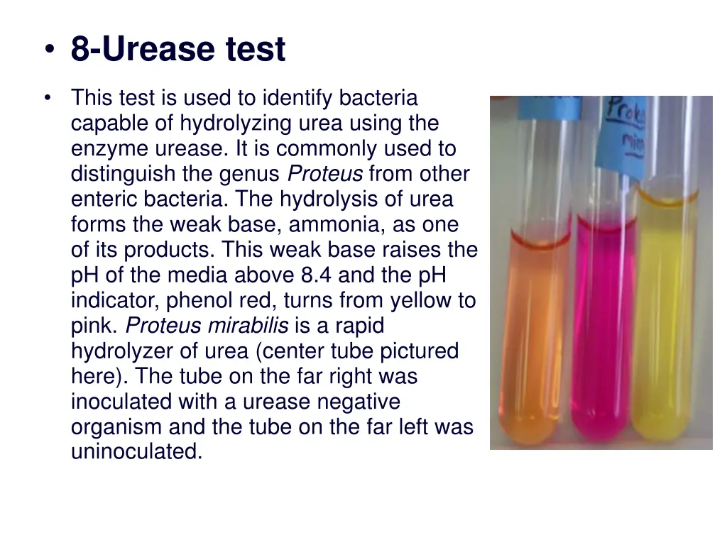 8 urease test