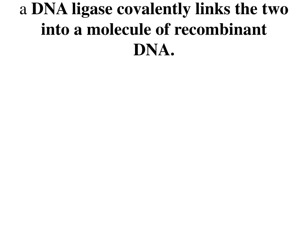 a dna ligase covalently links the two into