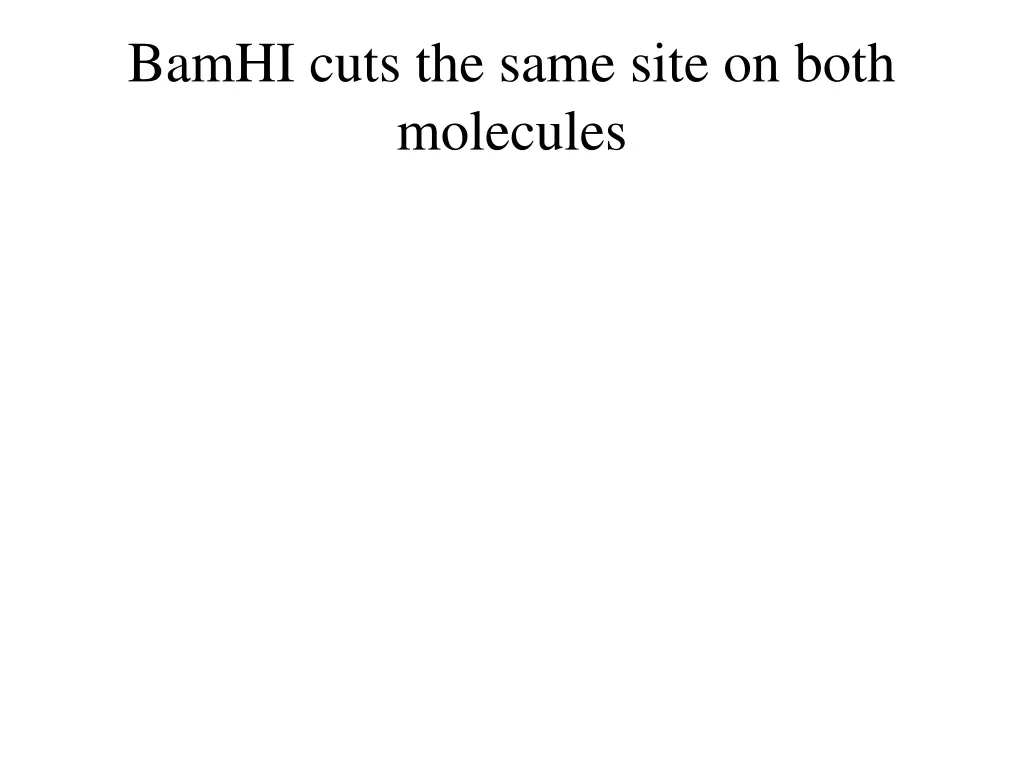 bamhi cuts the same site on both molecules