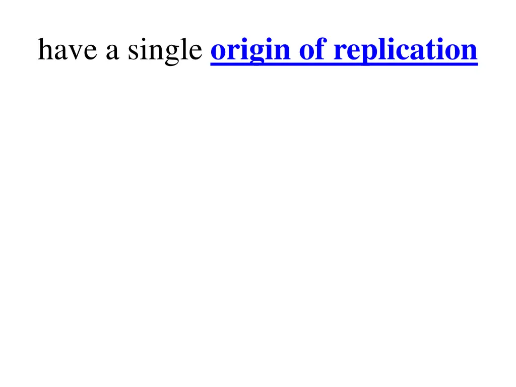 have a single origin of replication