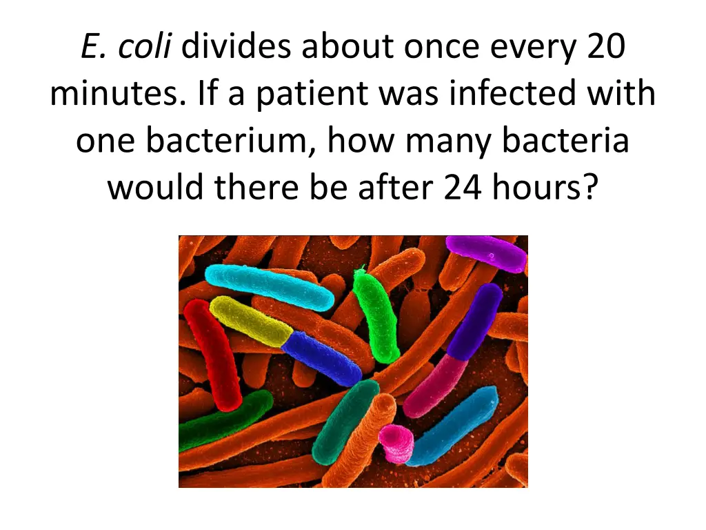 e coli divides about once every 20 minutes