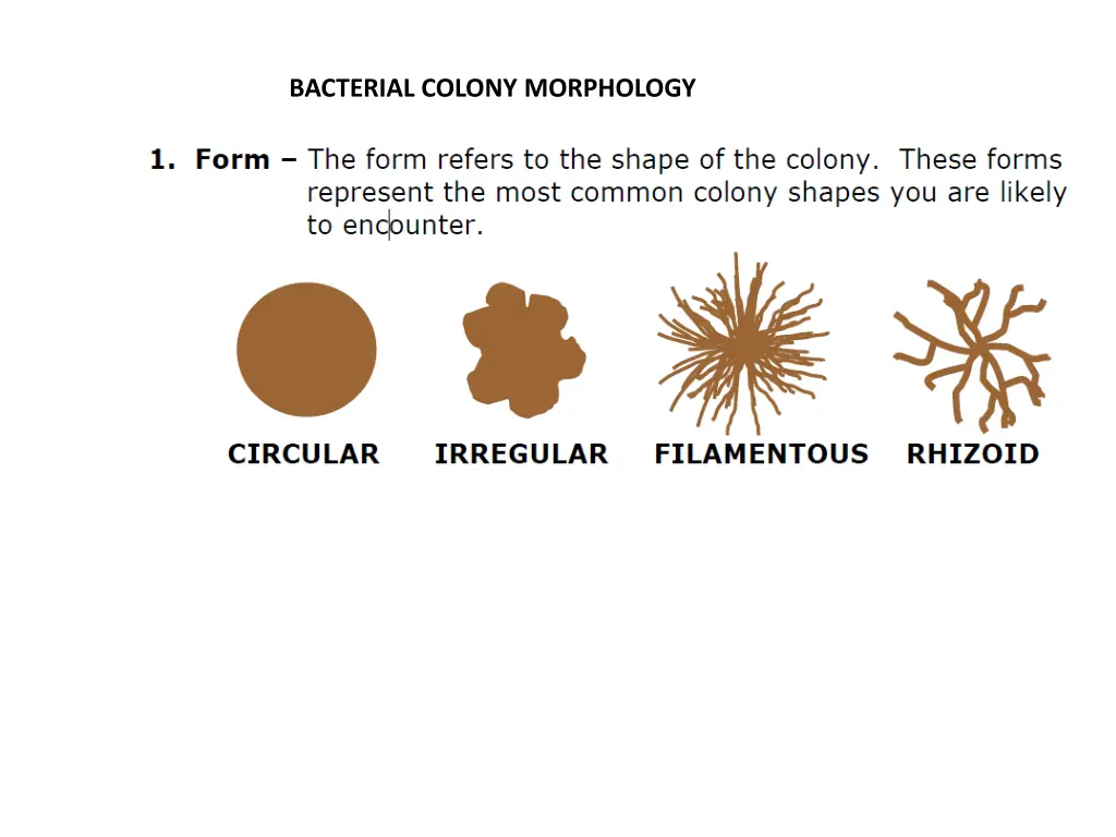 bacterial colony morphology 1