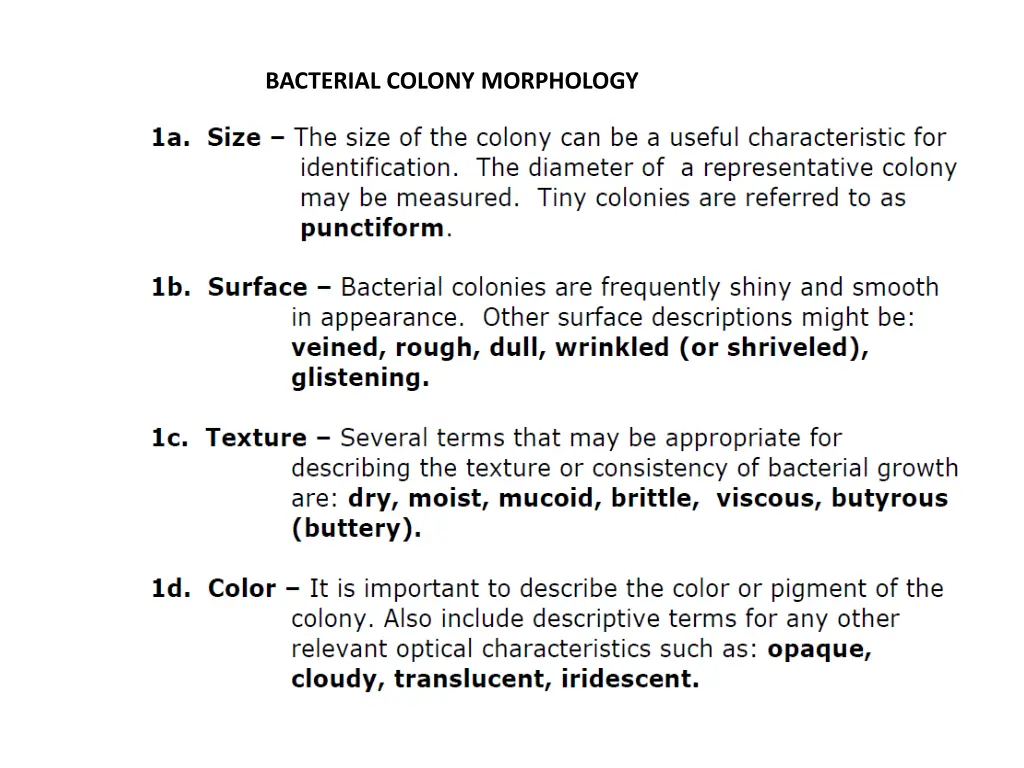 bacterial colony morphology 2