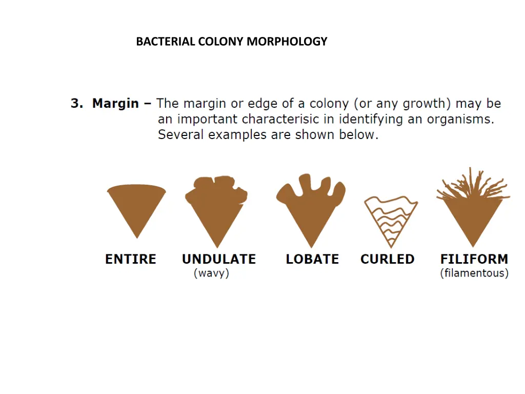 bacterial colony morphology 4