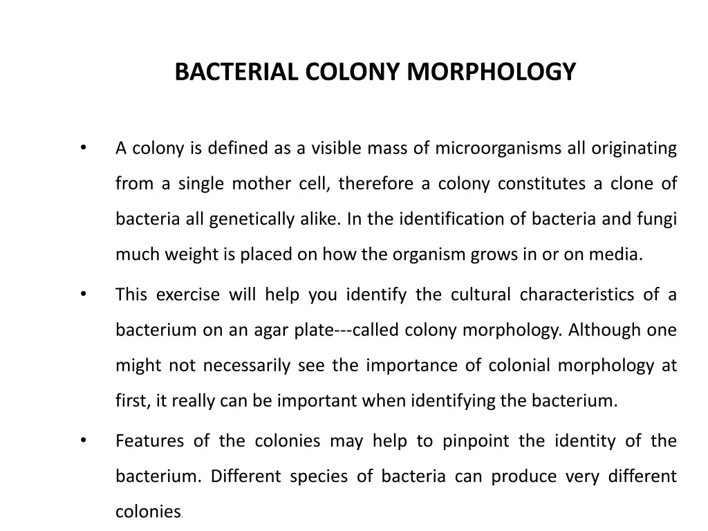 bacterial colony morphology