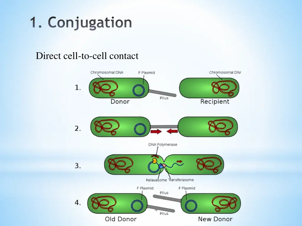 1 conjugation