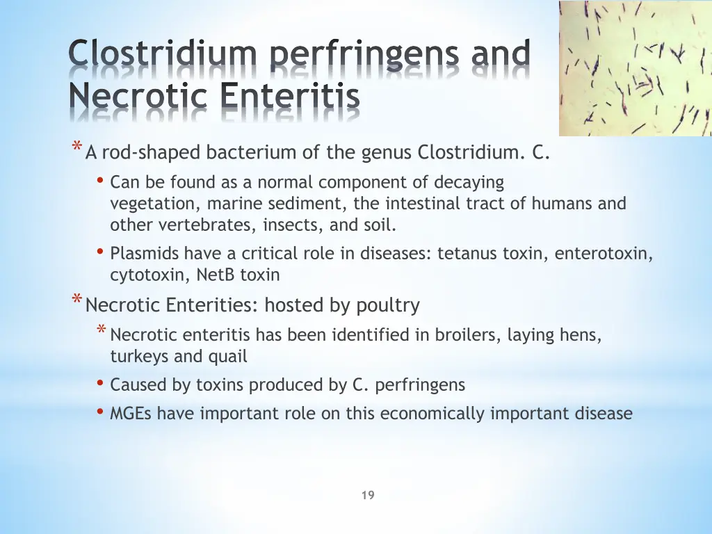 clostridium perfringens and necrotic enteritis