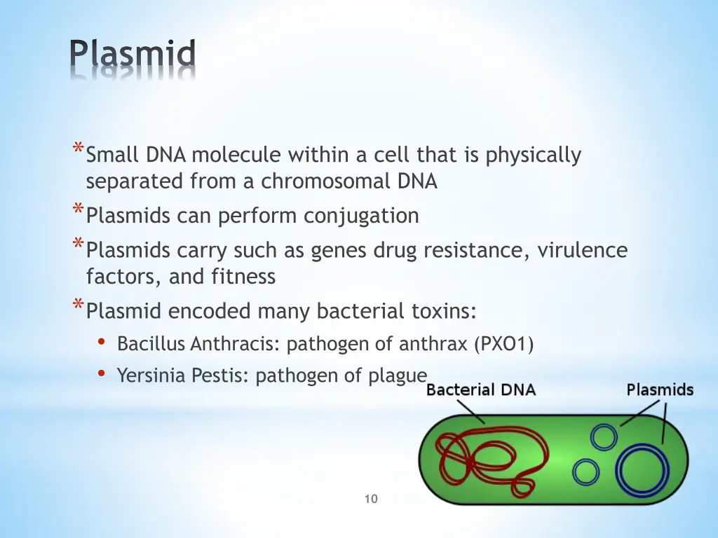 plasmid