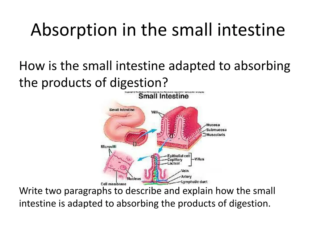 absorption in the small intestine