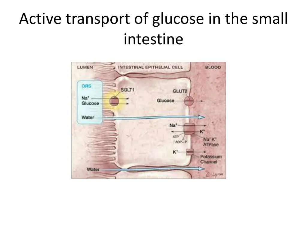 active transport of glucose in the small intestine