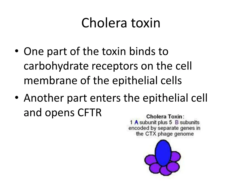 cholera toxin